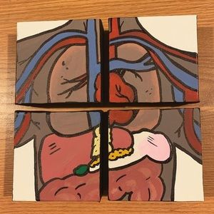 Chest Anatomy Canvas Set 🖌
